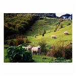 New Zealand sheep grazing on a green hill